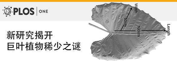 新研究揭开巨叶植物稀少之谜