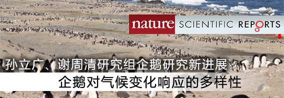 孙立广谢周清企鹅研究