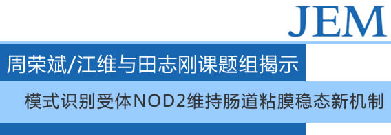 中国科大揭示模式识别受体NOD2维持肠道粘膜稳态新机制