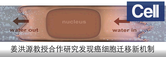 工程科学学院姜洪源教授及其合作者在《Cell》撰文报道癌细胞迁移新机制
