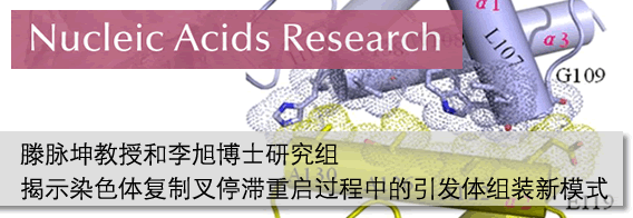 中国科大揭示染色体复制叉停滞重启过程中的引发体组装新模式