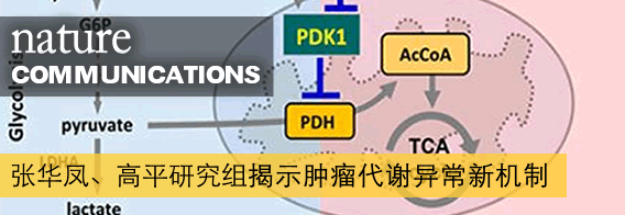 张华凤、高平研究组揭示肿瘤代谢异常新机制