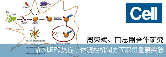 Cell杂志发表中国科大天然免疫研究成果