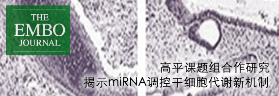 中国科大研究揭示miRNA调控干细胞代谢新机制