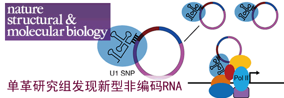 中国科大发现新型非编码RNA