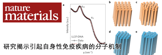 研究揭示引起自身性免疫疾病的分子机制