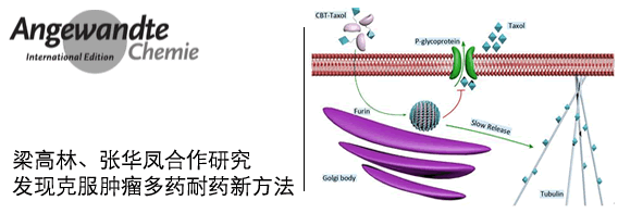 梁高林、张华凤发现克服肿瘤多药耐药新方法
