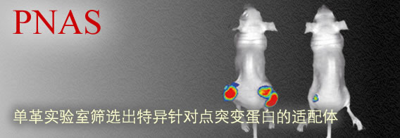 单革实验室筛选出特异针对点突变蛋白的适配体