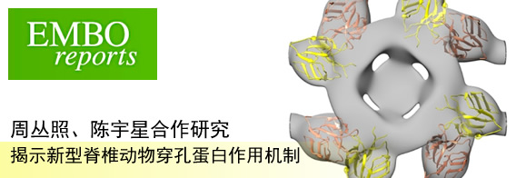 周丛照陈宇星合作研究揭示新型脊椎动物穿孔蛋白作用机制