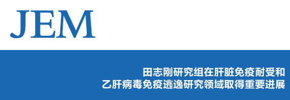 田志刚研究组在肝脏免疫耐受和乙肝病毒免疫逃逸研究领域取得重要进展
