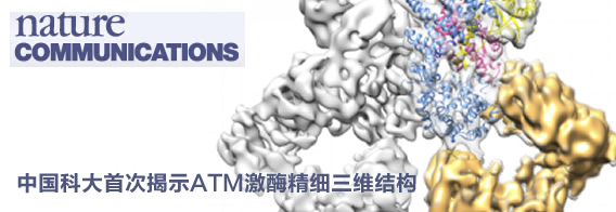 中国科大首次揭示ATM激酶精细三维结构