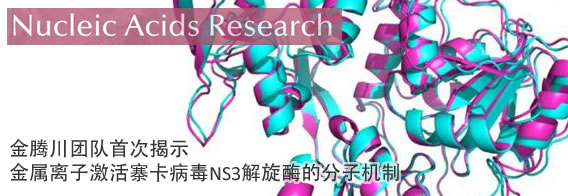 金腾川团队首次揭示金属离子激活寨卡病毒NS3解旋酶的分子机制