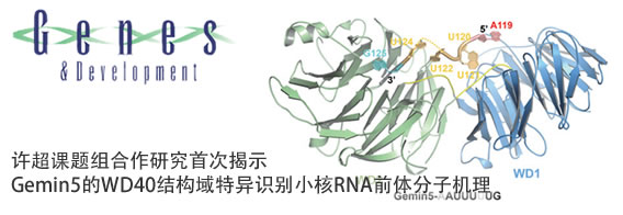 许超课题组合作研究首次揭示Gemin5的WD40结构域特异识别小核RNA前体分子机理