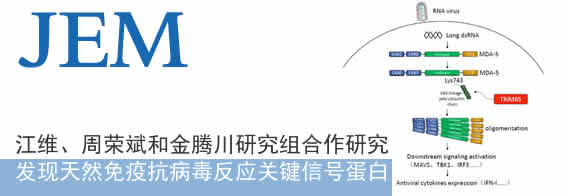 江维、周荣斌和金腾川研究组发现天然免疫抗病毒反应关键信号蛋白