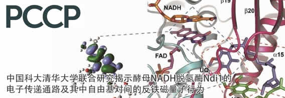 中国科大清华大学联合研究揭示酵母NADH脱氢酶Ndi1的电子传递通路及其中自由基对间的反铁磁量子行为
