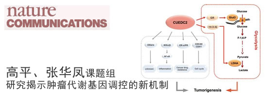 高平、张华凤课题组研究揭示肿瘤代谢基因调控的新机制