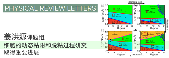 姜洪源课题组细胞的动态粘附和脱粘过程研究取得重要进展