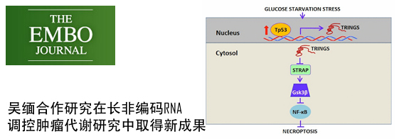 吴缅合作研究在长非编码RNA调控肿瘤代谢研究中取得新成果