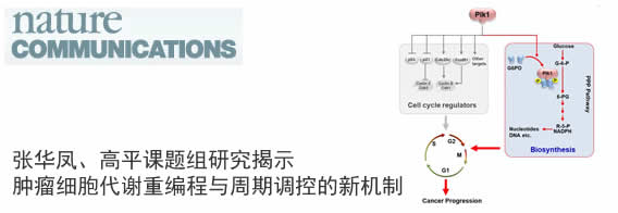 张华凤、高平研究揭示肿瘤细胞代谢重编程与周期调控的新机制