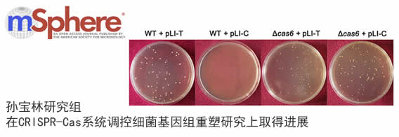 孙宝林教授研究组在CRISPR-Cas系统调控细菌基因组重塑研究上取得进展