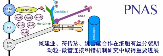 中国科大在细胞有丝分裂期动粒-微管连接纠错机制研究中取得重要进展