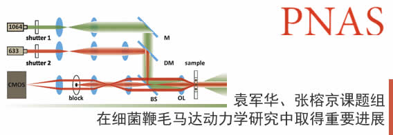 袁军华、张榕京课题组在细菌鞭毛马达动力学研究中取得重要进展
