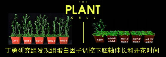 丁勇组发现组蛋白因子调控下胚轴伸长和开花时间