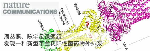 周丛照、陈宇星课题组发现一种新型革兰氏阳性菌药物外排泵