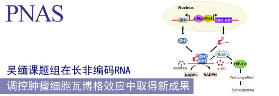 吴缅课题组在长非编码RNA调控肿瘤细胞瓦博格效应中取得新成果