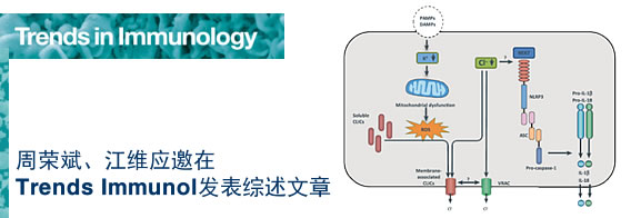 周荣斌教授和江维教授应邀在Trends Immunol发表综述文章