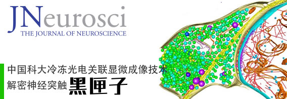 中国科大在利用冷冻电镜解析神经突触超微结构方面取得突破 冷冻光电关联显微成像技术解密神经突触“黑匣子”