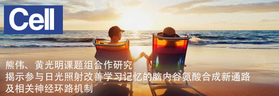 熊伟、黄光明揭示参与日光照射改善学习记忆的脑内谷氨酸合成新通路及相关神经环路机制