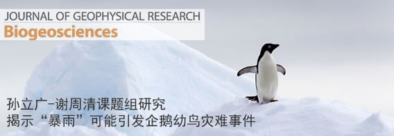 孙立广-谢周清研究揭示“暴雨”可能引发企鹅幼鸟灾难事件