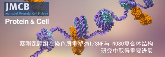 蔡刚课题组在染色质重塑SWI/SNF与INO80复合体结构研究中取得重要进展