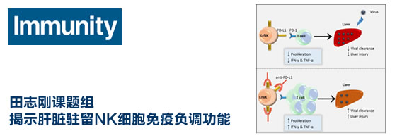 田志刚研究组揭示肝脏驻留NK细胞免疫负调功能