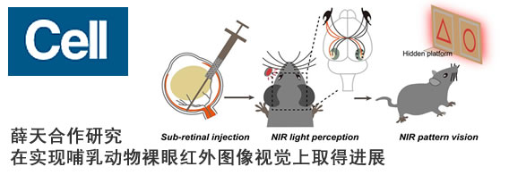薛天合作研究在实现哺乳动物裸眼红外图像视觉上取得进展