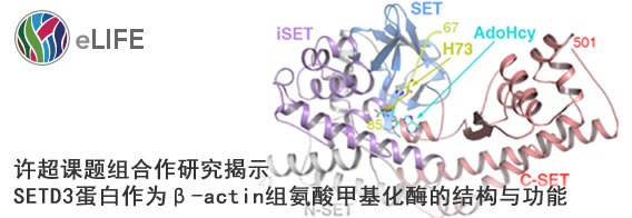 许超课题组与合作者揭示SETD3蛋白作为β-actin组氨酸甲基化酶的结构与功能