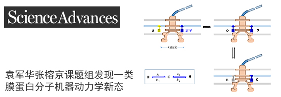 袁军华张榕京课题组发现一类膜蛋白分子机器动力学新态