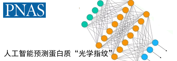 人工智能预测蛋白质“光学指纹”