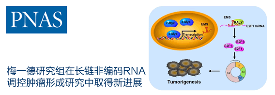 梅一德研究组在长链非编码RNA调控肿瘤形成研究中取得新进展