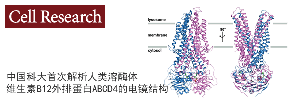 中国科大首次解析人类溶酶体维生素B12外排蛋白ABCD4的电镜结构