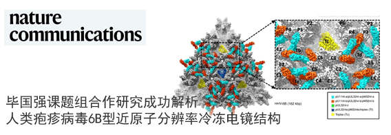 毕国强课题组合作研究成功解析人类疱疹病毒6B型近原子分辨率冷冻电镜结构