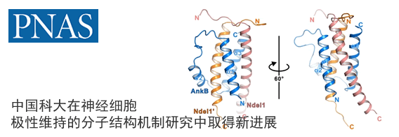 中国科大在神经细胞极性维持的分子结构机制研究中取得新进展