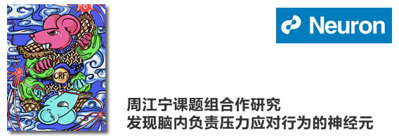 周江宁合作研究发现脑内负责压力应对行为的神经元