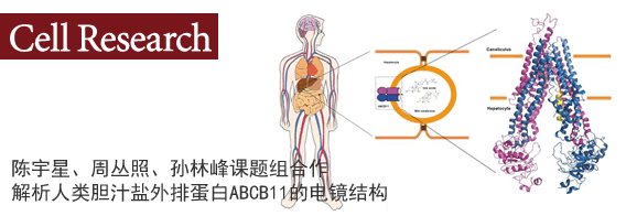 陈宇星、周丛照、孙林峰课题组合作 解析人类胆汁盐外排蛋白ABCB11的电镜结构