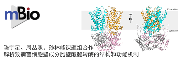 陈宇星、周丛照、孙林峰课题组合作解析致病菌细胞壁成分胞壁酸翻转酶的结构和功能机制