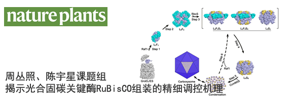 周丛照、陈宇星课题组揭示光合固碳关键酶RuBisCO组装的精细调控机理