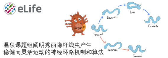 温泉课题组阐明秀丽隐杆线虫产生稳健而灵活运动的神经环路机制和算法