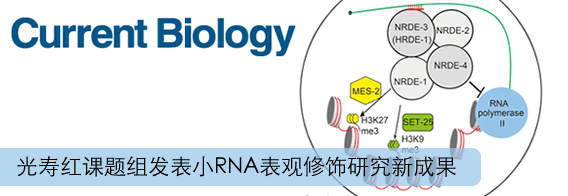 中国科大发表小RNA表观修饰研究新成果